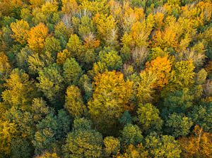 Herbstwald mit bunten Blättern von oben gesehen