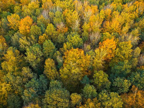 Herfstbos met kleurrijke bladeren van bovenaf gezien