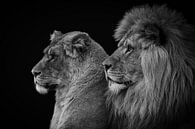 Leeuw en leeuwin portret in zwart-wit van Marjolein van Middelkoop thumbnail