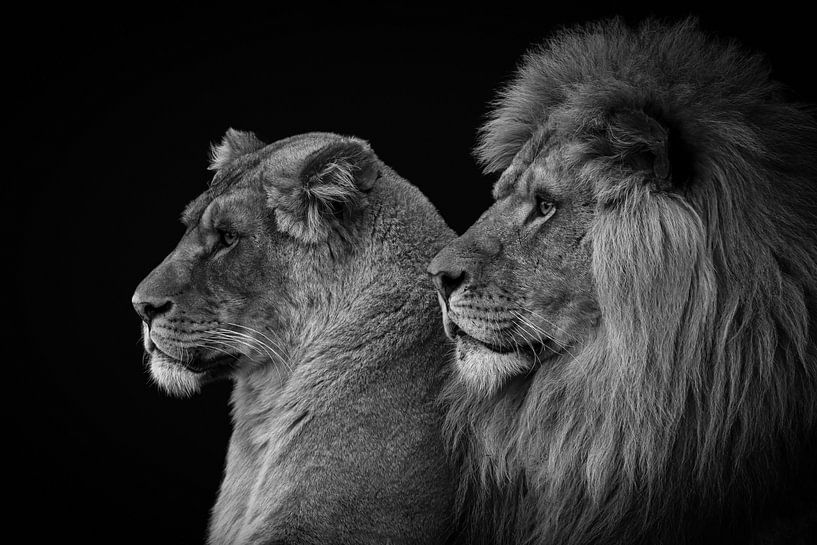 Löwe und Löwin Porträt in schwarz und weiß von Marjolein van Middelkoop