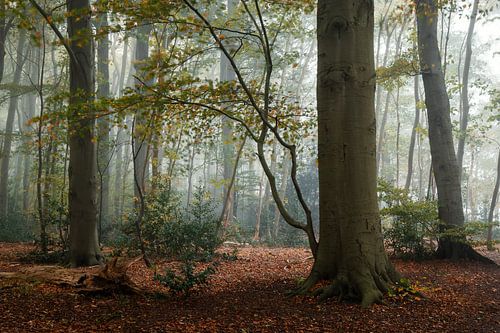 Bomen in het Slochterbos