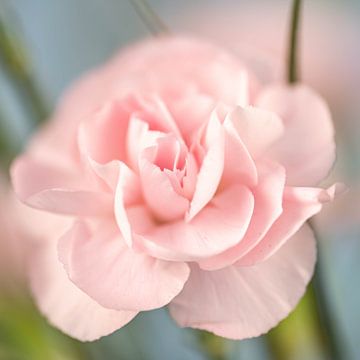 Close up van een licht roze Anjer bloem van Dafne Vos