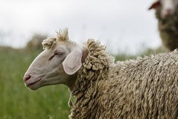 Punk Schaf sur Rolf Pötsch