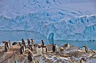 Penguins Antarctica by G. van Dijk thumbnail
