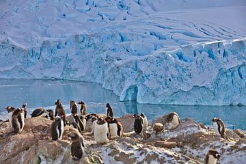 Pinguïns Antarctica van G. van Dijk