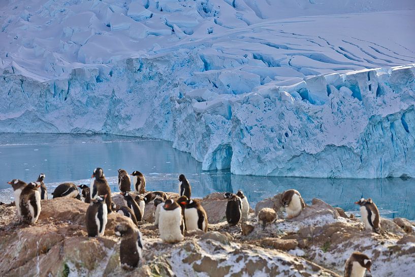 Penguins Antarctica by G. van Dijk