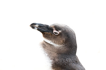 Aussi fier qu'un pingouin