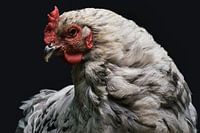 Meneer Haantje