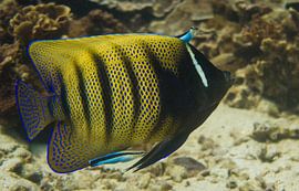 Carwash by Anouk Kanner