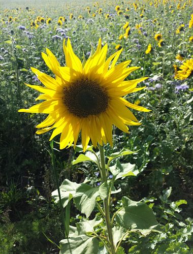Sonnenblumen