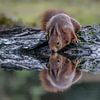 Trinkendes Eichhörnchen. von Albert Beukhof