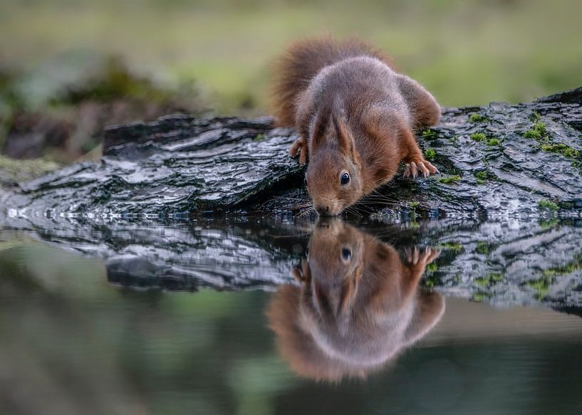Drinking squirrel. by Albert Beukhof