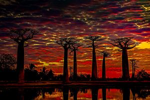 Allée des baobabs au coucher du soleil