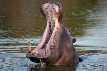nijlpaard van Willem Vernes