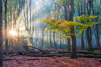 Mystische tanzende Bäume im Speulder Wald