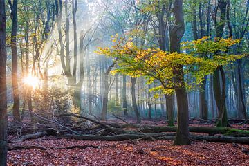 Mystical dancing trees in the Speulder forest by Bert van Wijk