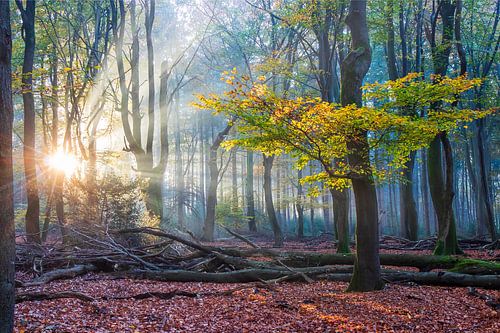 Mystical dancing trees in the Speulder forest