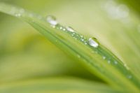 Nach dem Regen
