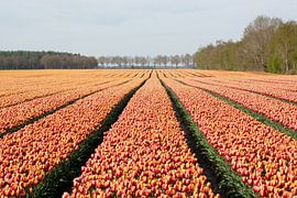 tulip field by Henriette Tischler van Sleen