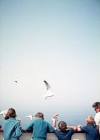 Seagulls