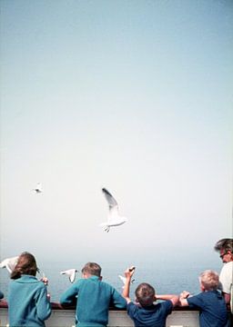 Seagulls by Timeview Vintage Images