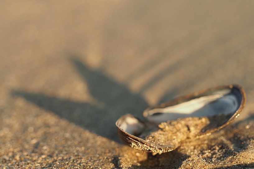 Muschel am Strand der Opalküste von Astrid Brouwers