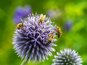 Groupe d'abeilles sur une fleur de chardon sur ManfredFotos