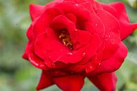Red rose