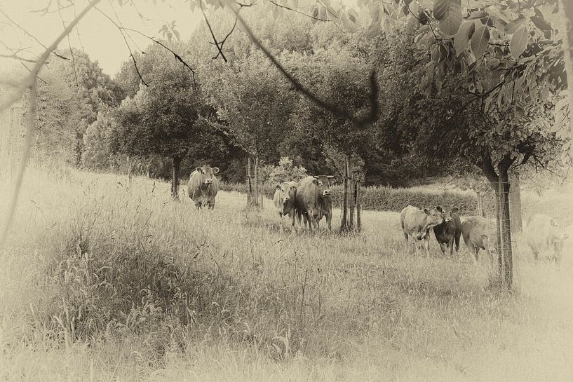 Kühe auf der Wiese von Marco Linssen