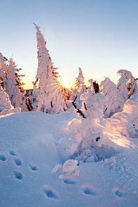 Besneeuwde bomen op de Brocken van Oliver Henze