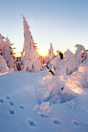 Verschneite Bäume auf dem Brocken