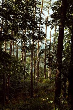 Mullerthal trees van Laura Knipsael