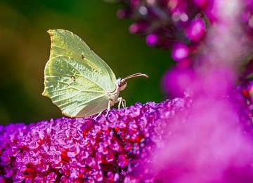 Macro van een citroenvlinder op een zomerlila bloem van ManfredFotos