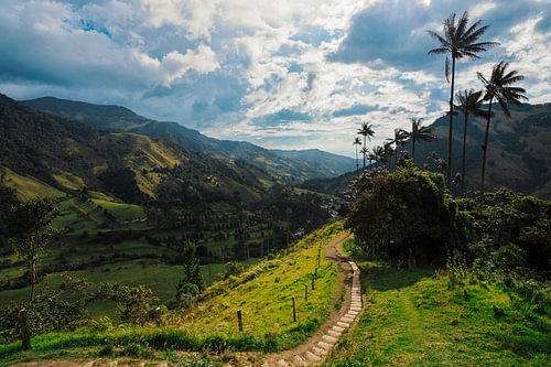 Wax palms above the Cocora valley