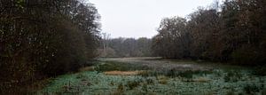 Een panorama van een weiland