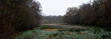 Ein Panorama einer Wiese