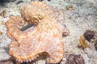 Octopus