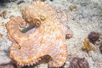 Octopus by Roel Jungslager