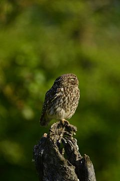 Little owl in the wild in May by Tomasz_best_shots