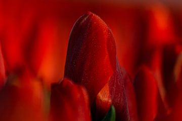 Rode tulpen van Capturedlight.nl Annet & Michel
