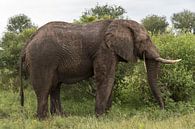 wild animal in kruger national parc van ChrisWillemsen thumbnail