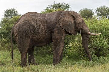 wild animal in kruger national parc