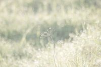 Dancing in the light