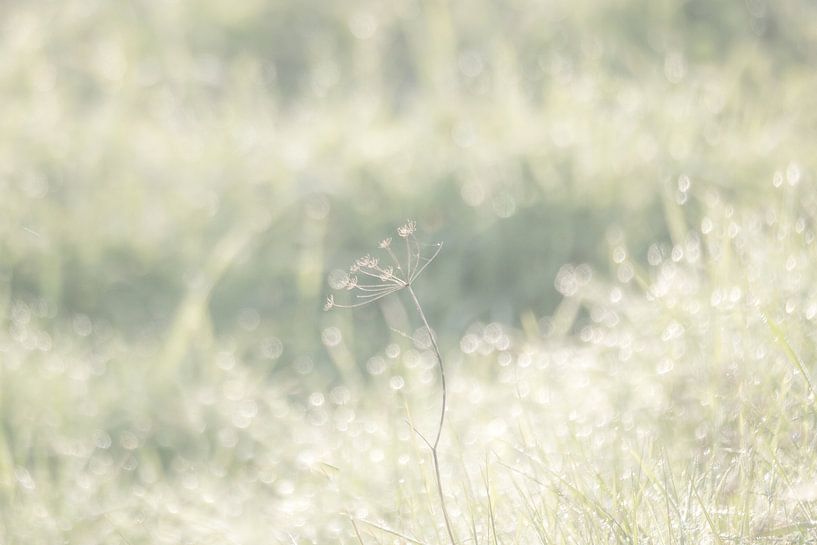 Dancing in the light by Ellen Metz