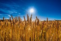 grain fields