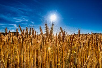 grain fields by Bas Barink