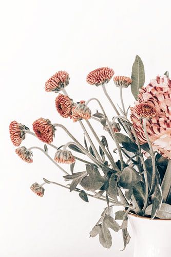 aster