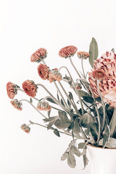 aster by Michael Schulz-Dostal