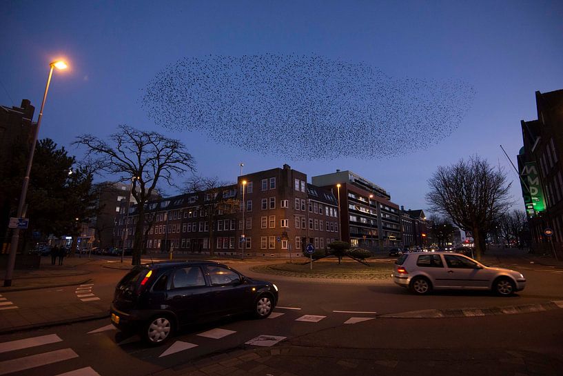 Starenschwarm in Rotterdam von Jarno van Bussel