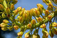 Closeup van Grape Hyacinth